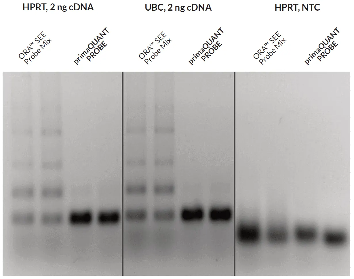 SYBR® Green qPCR 5